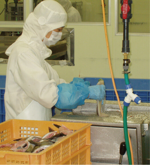 鮮魚殺菌例①：白身鮮魚加工場例