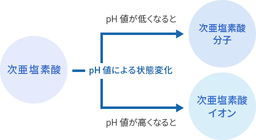 次亜塩素酸分子（HOCl）と次亜塩素酸イオン（OCl-）