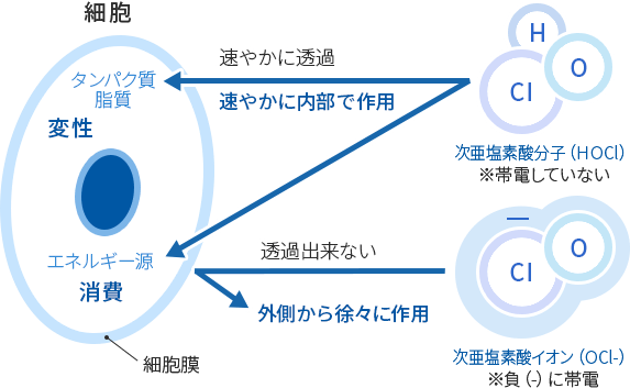分子 (HOCl)とイオン(OCl-)の作用機序