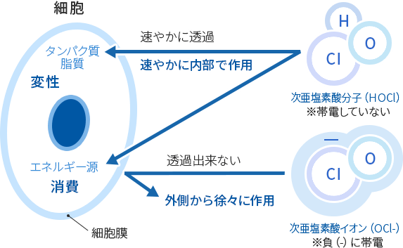 分子 （HOCl）とイオン（OCl-）の作用機序